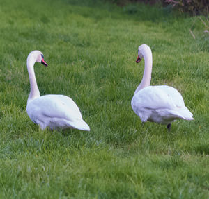 White swan on grassy field