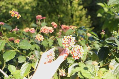 Close-up of pink flowers