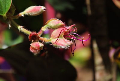 Close-up of flower buds