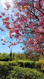 Trees on field against sky