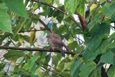 Low angle view of bird perching on tree