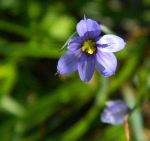 Close-up of purple flower blooming outdoors