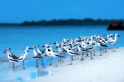 Flock of seagulls on beach against clear blue sky