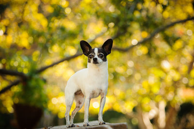 View of dog standing in park by trees