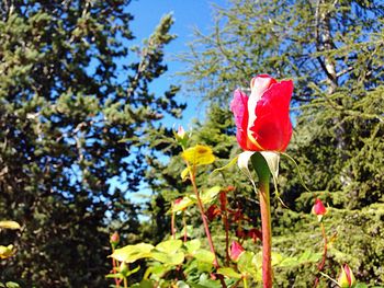 Red flowers blooming in field