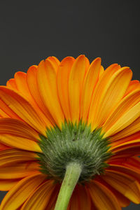 Close-up of orange flower against black background