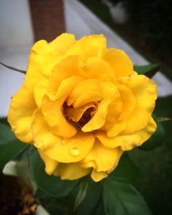 Close-up of wet yellow flower blooming outdoors