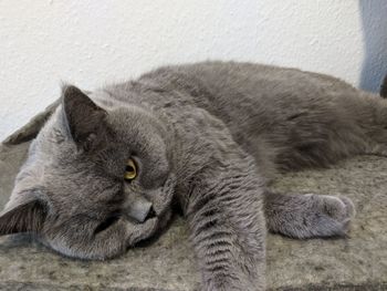 Close-up of cat lying down