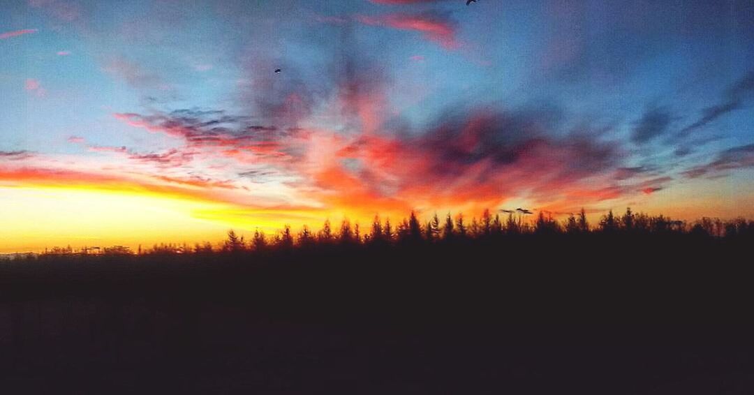 SILHOUETTE TREES AGAINST DRAMATIC SKY DURING SUNSET