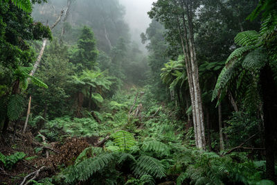 Trees in forest during rainy season