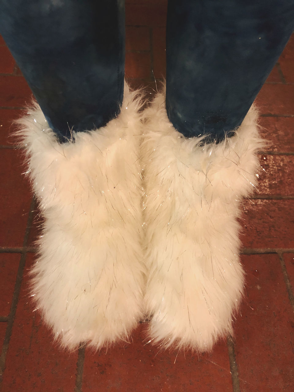 low section, human body part, white color, human leg, high angle view, body part, one person, domestic, animal, domestic animals, mammal, pets, one animal, animal themes, vertebrate, fur, close-up, cat, animal body part, flooring, animal leg, human foot