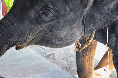 Baby elephant, elephas maximus, rescued, healing, close up view herbivorous phuket thailand asia