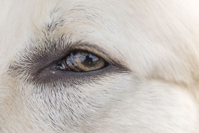 Close-up portrait of dog eye