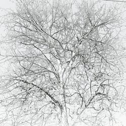 Low angle view of tree against sky during winter