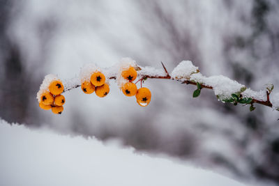 Close-up of snow on tree