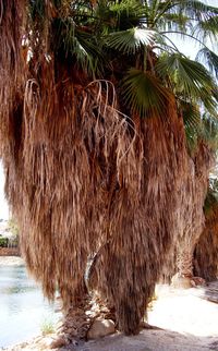 Close-up of palm tree in farm