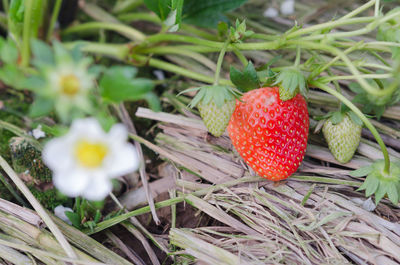 High angle view of strawberries on field