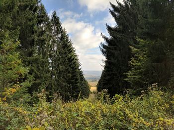 Trees on landscape against sky