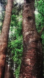 Low angle view of trees in forest