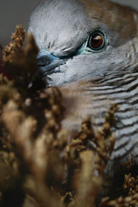 Close-up of a bird