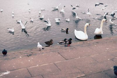 Group of birds at pond