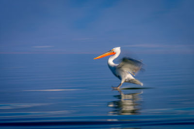 Close-up of bird in lake