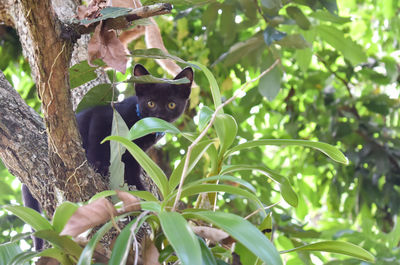 Low angle view of a tree