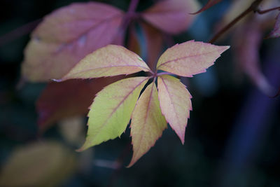 Close-up of leaves growing on plant