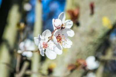 Close-up of white cherry blossoms