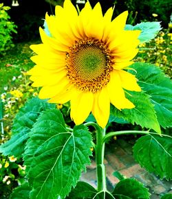 plant