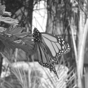 Close-up of butterfly on plant
