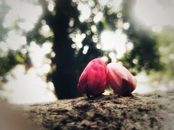 Close-up of pink flowering plant