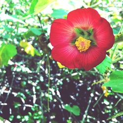 Close-up of pink flower