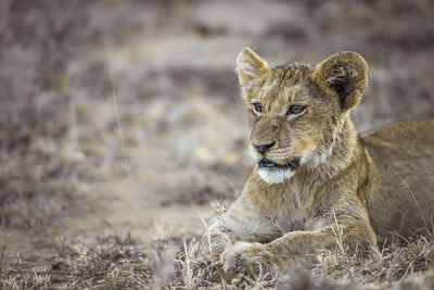 Lion cub in forest