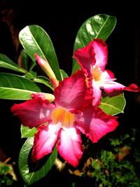 Close-up of pink flowers