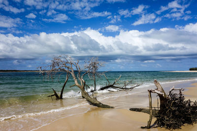 Driftwood on shore against cloudy sky