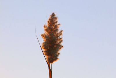 Low angle view of tree against clear sky
