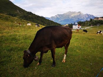 Horse grazing in field