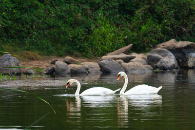 Swans swimming in lake