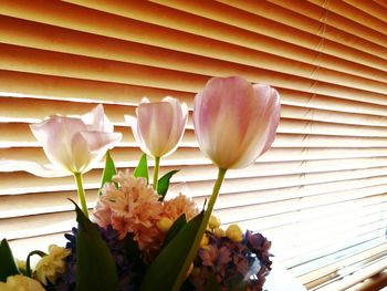 Close-up of tulips