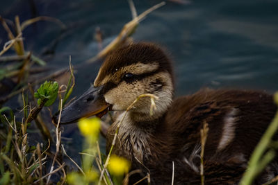 Close-up of a duck in lake