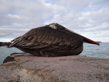 Close-up of bird perching on a shore