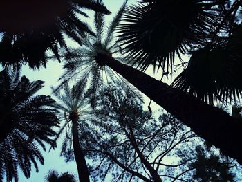 Low angle view of palm tree against sky