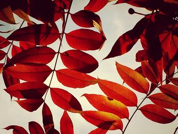 Low angle view of leaves