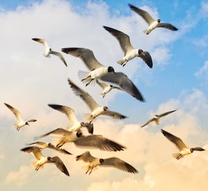 Low angle view of seagulls flying