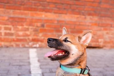 Close-up of a dog looking away against wall