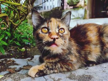 Portrait of cat relaxing outdoors