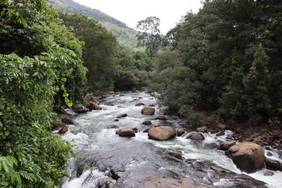 Scenic view of river in forest