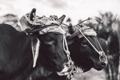 Portrait of a cows