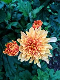 Close-up of orange flower